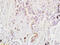 FILGAP antibody, GTX51654, GeneTex, Immunohistochemistry paraffin image 