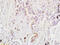 Rho GTPase Activating Protein 24 antibody, GTX51654, GeneTex, Immunohistochemistry paraffin image 