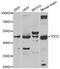 Tryptophan 2,3-Dioxygenase antibody, PA5-77018, Invitrogen Antibodies, Western Blot image 