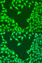 Mitogen-Activated Protein Kinase Kinase 4 antibody, 23-132, ProSci, Immunofluorescence image 