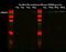 Peptidyl Arginine Deiminase 4 antibody, 17373-1-AP, Proteintech Group, Western Blot image 