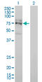 FMR1 Autosomal Homolog 1 antibody, LS-C133537, Lifespan Biosciences, Western Blot image 