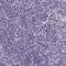 Cubilin antibody, HPA004133, Atlas Antibodies, Immunohistochemistry frozen image 