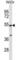 Phosphatidylinositol Glycan Anchor Biosynthesis Class V antibody, abx027141, Abbexa, Western Blot image 