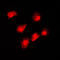 Apoptosis Inducing Factor Mitochondria Associated 1 antibody, LS-C353147, Lifespan Biosciences, Immunofluorescence image 