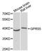 G Protein-Coupled Receptor 55 antibody, LS-C747960, Lifespan Biosciences, Western Blot image 