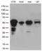 Kruppel Like Factor 5 antibody, LS-C792969, Lifespan Biosciences, Western Blot image 