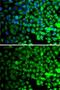 Thioredoxin domain-containing protein 5 antibody, GTX55826, GeneTex, Immunofluorescence image 