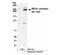 BRCA1 DNA Repair Associated antibody, NB100-200, Novus Biologicals, Western Blot image 