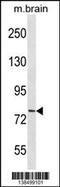 Cadherin 11 antibody, 59-952, ProSci, Western Blot image 