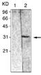 Tyrosine 3-Monooxygenase/Tryptophan 5-Monooxygenase Activation Protein Beta antibody, GTX12341, GeneTex, Western Blot image 