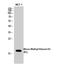 Histone H3 antibody, STJ90111, St John