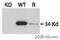 Uncoupling Protein 3 antibody, ab3477, Abcam, Western Blot image 