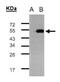 Transcriptional Adaptor 3 antibody, NBP2-20554, Novus Biologicals, Western Blot image 