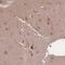 Ataxin-10 antibody, HPA049531, Atlas Antibodies, Immunohistochemistry paraffin image 