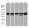 GA Binding Protein Transcription Factor Subunit Beta 1 antibody, LS-C795898, Lifespan Biosciences, Western Blot image 