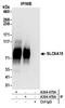 Solute Carrier Family 6 Member 15 antibody, A304-475A, Bethyl Labs, Immunoprecipitation image 