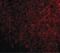 Thymic Stromal Lymphopoietin antibody, LS-B3208, Lifespan Biosciences, Immunofluorescence image 