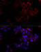BCL2 antibody, 18-834, ProSci, Immunofluorescence image 