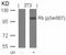 RB Transcriptional Corepressor 1 antibody, PA5-37716, Invitrogen Antibodies, Western Blot image 