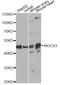 Molybdenum Cofactor Synthesis 3 antibody, STJ29505, St John