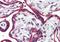 FIH antibody, orb88540, Biorbyt, Immunohistochemistry paraffin image 
