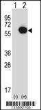 Ran GTPase Activating Protein 1 antibody, 57-264, ProSci, Western Blot image 