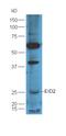 Tax1-binding protein 1 homolog antibody, orb158642, Biorbyt, Western Blot image 