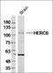 HECT And RLD Domain Containing E3 Ubiquitin Protein Ligase Family Member 6 antibody, orb157504, Biorbyt, Western Blot image 