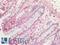 Cathepsin S antibody, LS-B16498, Lifespan Biosciences, Immunohistochemistry paraffin image 