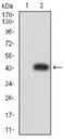 Ubiquitin Like With PHD And Ring Finger Domains 1 antibody, NBP2-61838, Novus Biologicals, Western Blot image 