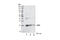 Fibroblast Growth Factor 2 antibody, 3196S, Cell Signaling Technology, Western Blot image 