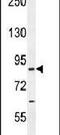 Centrosomal Protein 89 antibody, PA5-23806, Invitrogen Antibodies, Western Blot image 