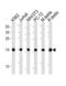 Ubiquitin Conjugating Enzyme E2 L3 antibody, 60-766, ProSci, Western Blot image 