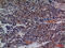 CD48 Molecule antibody, A03281-2, Boster Biological Technology, Immunohistochemistry frozen image 