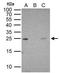 RAB5A, Member RAS Oncogene Family antibody, GTX109665, GeneTex, Immunoprecipitation image 