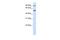 WD Repeat Domain 34 antibody, PA5-43177, Invitrogen Antibodies, Western Blot image 