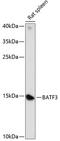 Basic Leucine Zipper ATF-Like Transcription Factor 3 antibody, GTX66309, GeneTex, Western Blot image 