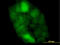 Cystatin B antibody, LS-B6074, Lifespan Biosciences, Immunofluorescence image 