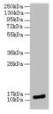 Melan-A antibody, CSB-PA621968LA01HU, Cusabio, Western Blot image 