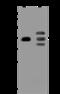 Pre-MRNA Processing Factor 18 antibody, 204414-T36, Sino Biological, Western Blot image 