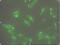 STEAP Family Member 1 antibody, GTX53786, GeneTex, Immunofluorescence image 