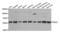 Protein Disulfide Isomerase Family A Member 3 antibody, LS-C331251, Lifespan Biosciences, Western Blot image 
