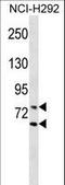 Lamin A/C antibody, LS-C160056, Lifespan Biosciences, Western Blot image 