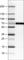 CNDP1 antibody, AMAb90698, Atlas Antibodies, Western Blot image 