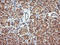 Matrix-remodeling-associated protein 2 antibody, LS-C174632, Lifespan Biosciences, Immunohistochemistry paraffin image 