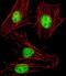 SNW Domain Containing 1 antibody, M03854, Boster Biological Technology, Immunofluorescence image 