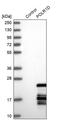 DNA-directed RNA polymerases I and III subunit RPAC2 antibody, PA5-58742, Invitrogen Antibodies, Western Blot image 