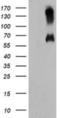 Growth Differentiation Factor 15 antibody, NBP2-01949, Novus Biologicals, Western Blot image 