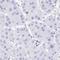 Transmembrane Protein 241 antibody, HPA059922, Atlas Antibodies, Immunohistochemistry paraffin image 